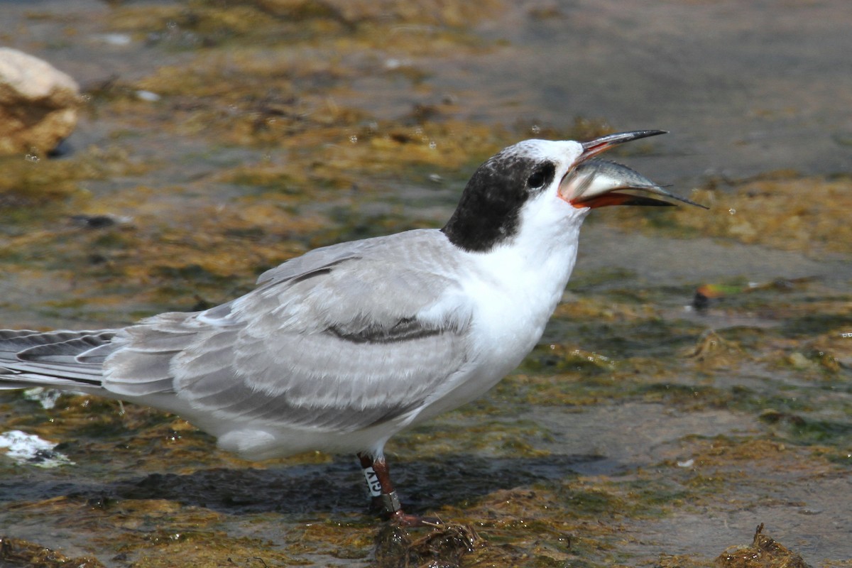 Common Tern - ML169656061