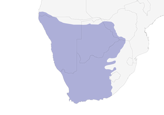 Distribution of the Pale Chanting-Goshawk - Range Map