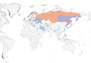 Distribution of the White-tailed Eagle - Range Map