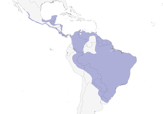 Distribution of the Black-collared Hawk - Range Map
