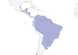 Distribution of the Roadside Hawk - Range Map