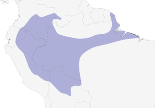 Distribution of the Slate-colored Hawk - Range Map