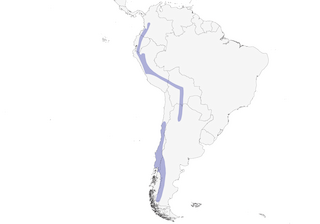 Distribution of the White-throated Hawk - Range Map