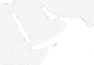 Distribution of the Socotra Buzzard - Range Map