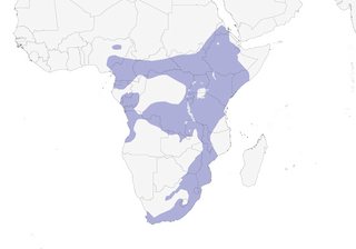 Distribution of the Speckled Mousebird - Range Map