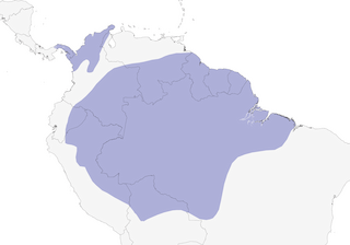 Distribution of the Black-tailed Trogon - Range Map