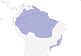 Distribution of the Green-backed Trogon - Range Map