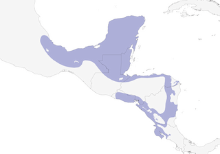 Distribution of the Black-headed Trogon - Range Map