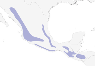 Distribution of the Mountain Trogon - Range Map