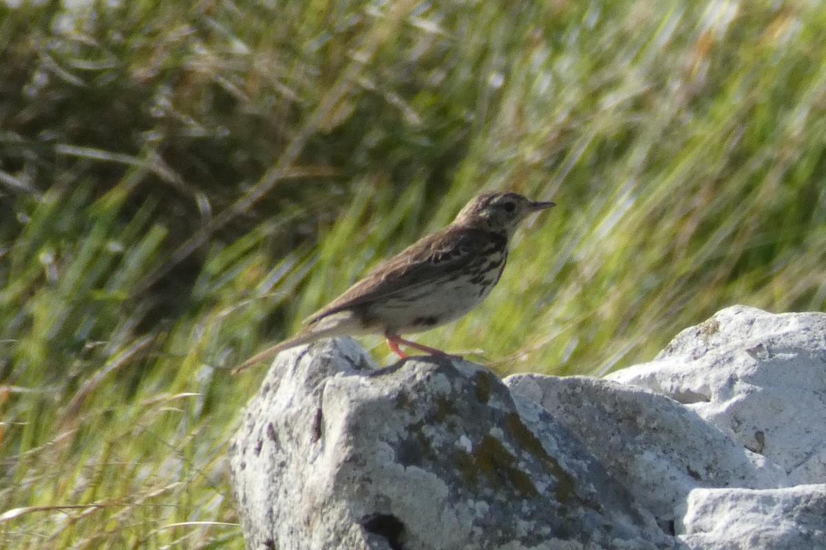 Water Pipit - ML169659981