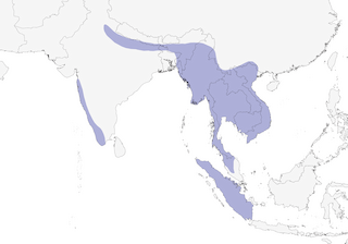 Distribution of the Great Hornbill - Range Map