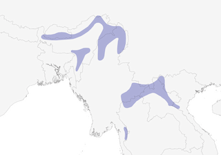 Distribution of the Rufous-necked Hornbill - Range Map
