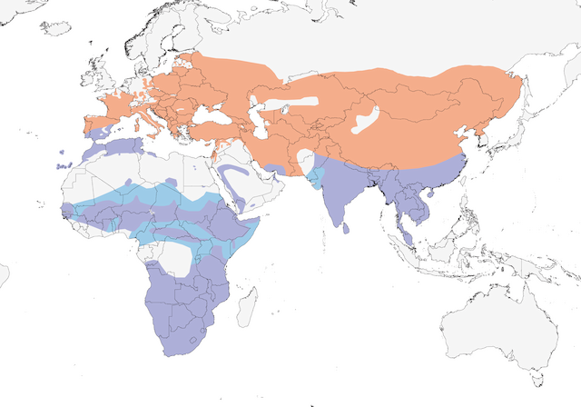 Distribution of the Eurasian Hoopoe - Eurasian Hoopoe - 