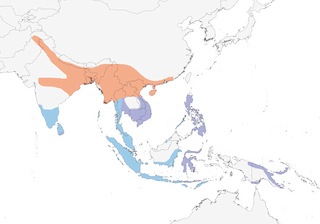 Distribution of the Blue-tailed Bee-eater - Range Map