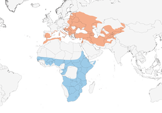 Distribution of the European Roller - Range Map