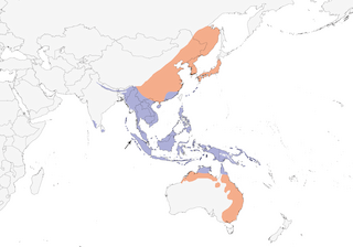 Distribution of the Dollarbird - Range Map