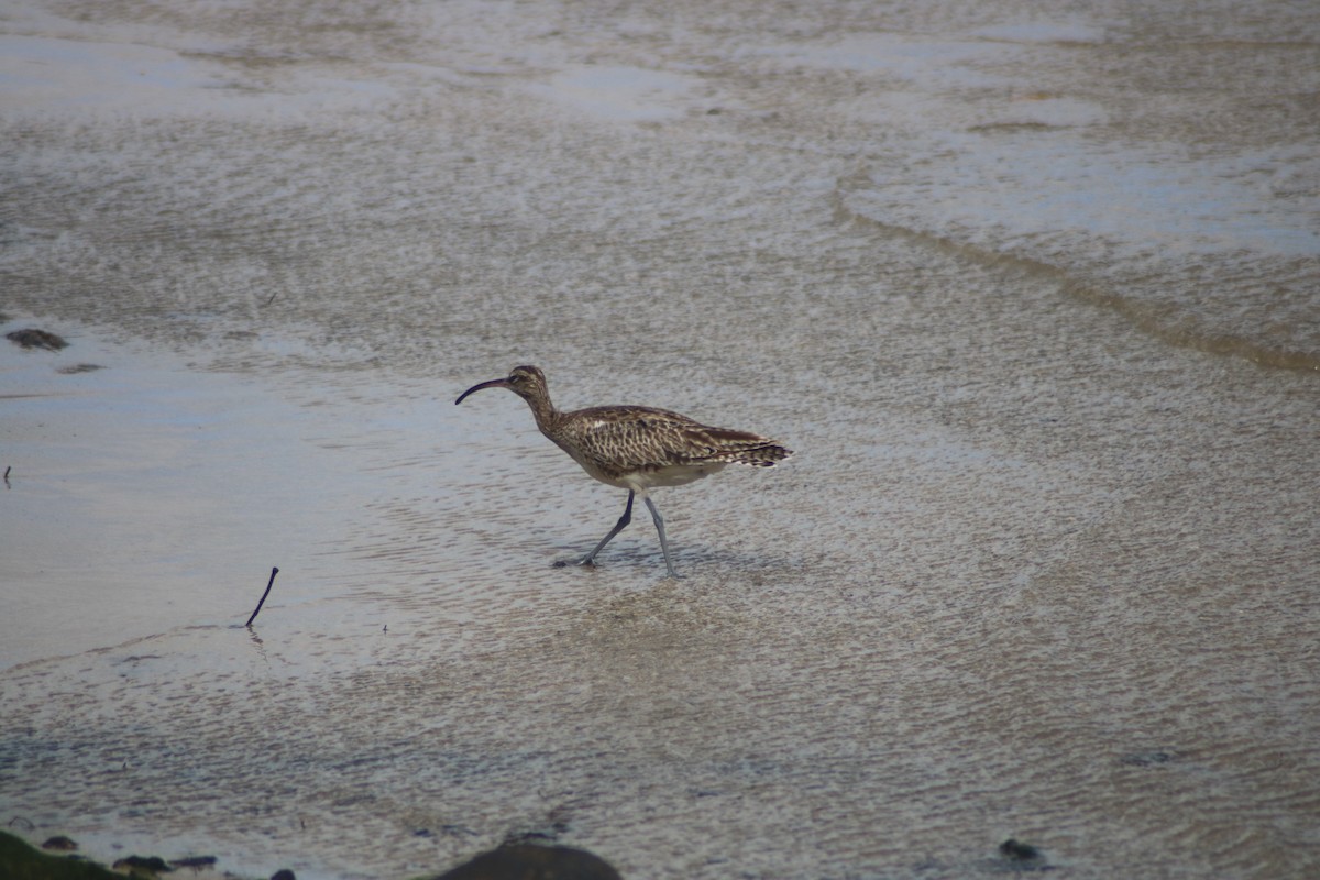 Whimbrel - Graham  Howie