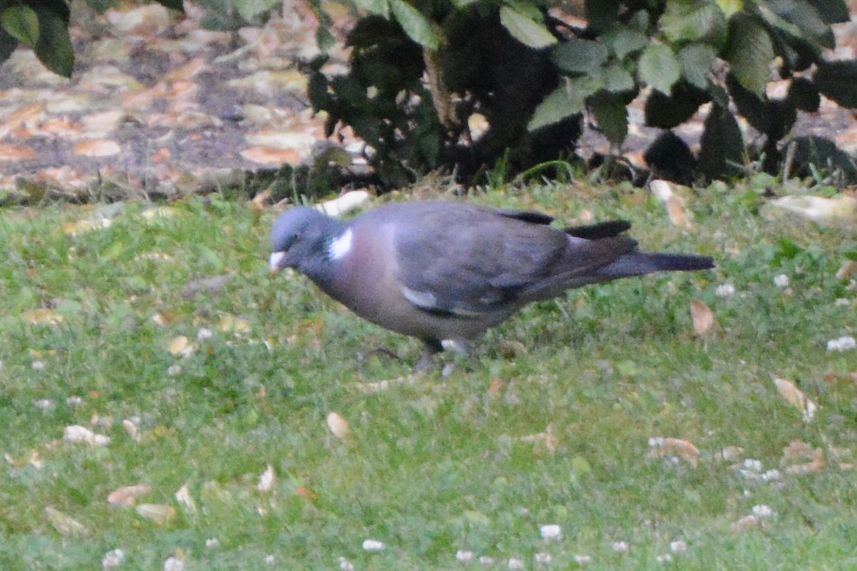 Common Wood-Pigeon - ML169662241