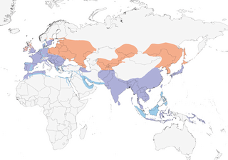 Distribution of the Common Kingfisher - Range Map