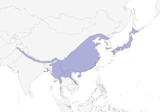 Distribution of the Crested Kingfisher - Range Map