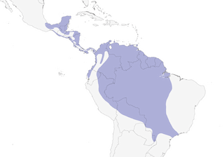 Distribution of the American Pygmy Kingfisher - Range Map