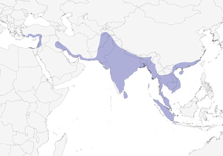 Distribution of the White-throated Kingfisher - Range Map