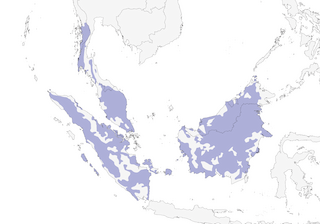 Distribution of the Rufous-collared Kingfisher - Range Map