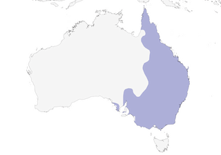 Distribution of the Laughing Kookaburra - Range Map