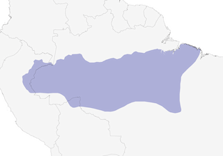 Distribution of the Blue-cheeked Jacamar - Range Map