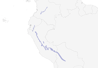 Distribution of the Black-streaked Puffbird - Range Map
