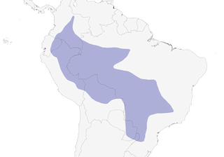 Distribution of the Chestnut-eared Aracari - Range Map