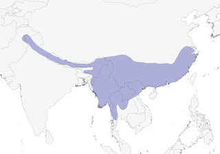 Distribution of the Great Barbet - Range Map