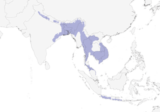 Distribution of the Lineated Barbet - Range Map