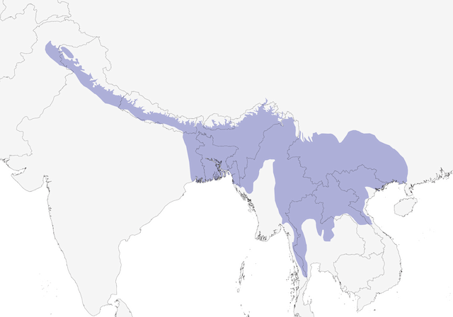 Distribution of the Blue-throated Barbet - Blue-throated Barbet - 