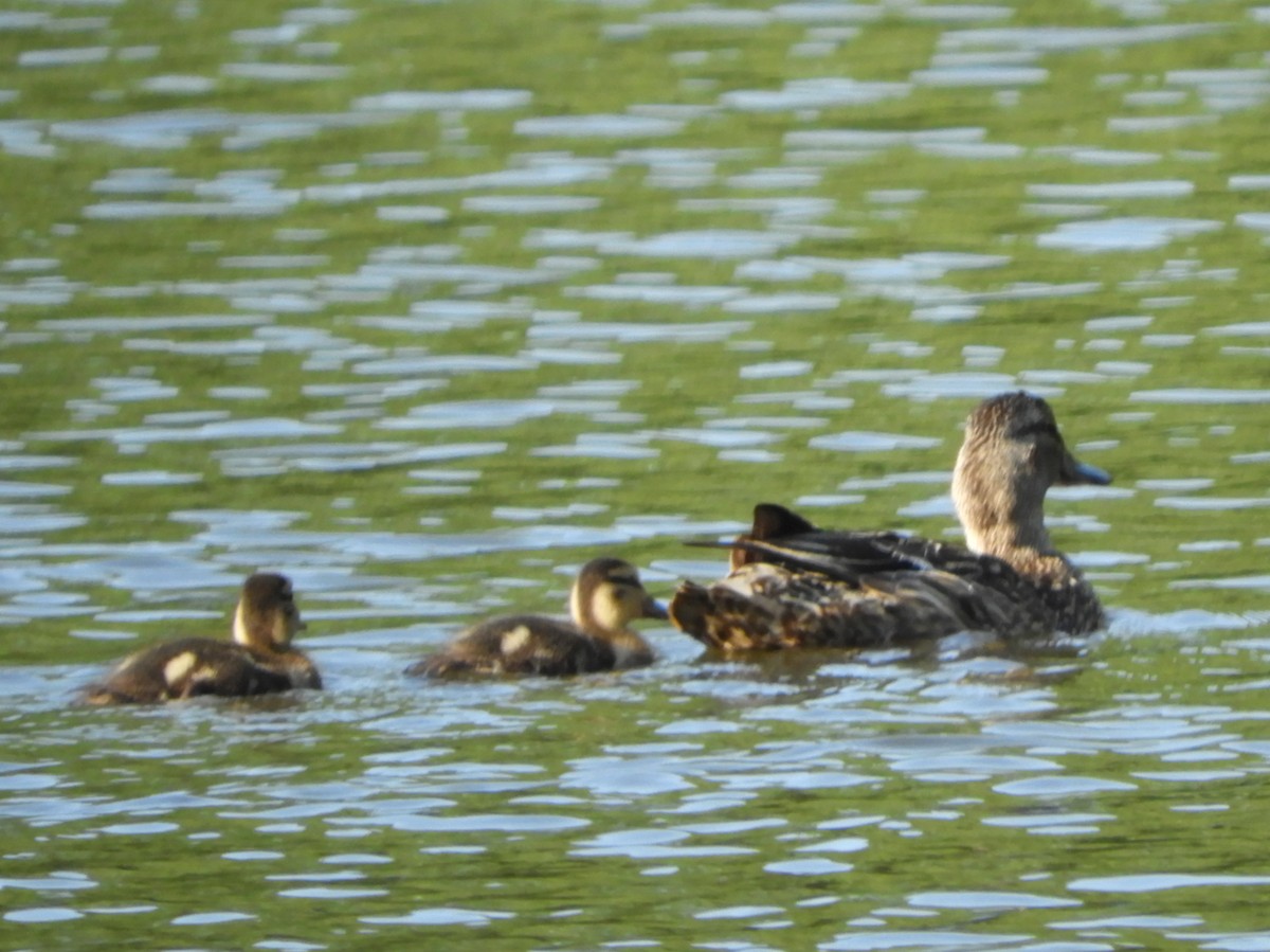 Virginia Breeding Bird Atlas Checklist 25 Jul 2019 Woodglen Lake 29 Species 7441