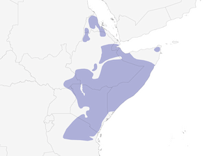 Distribution of the Black-throated Barbet - Range Map
