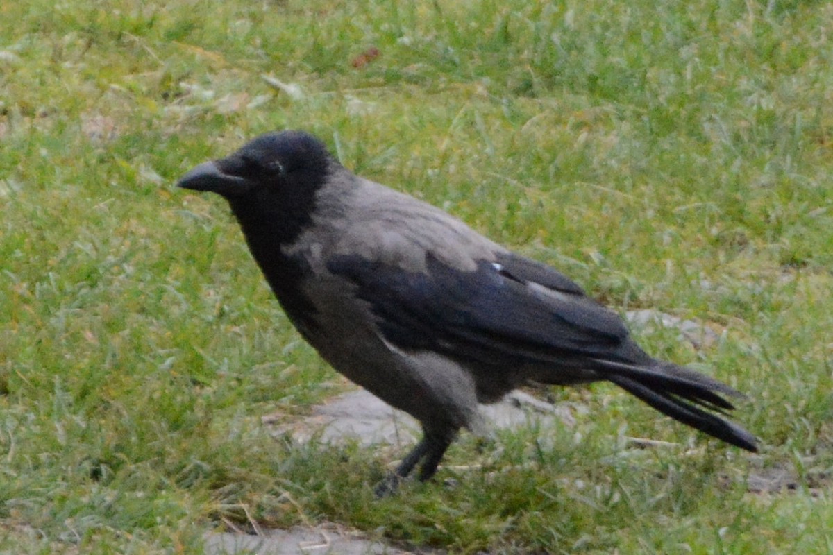 Hooded Crow - ML169667391