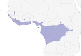 Distribution of the Buff-spotted Woodpecker - Range Map