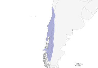 Distribution of the Chilean Flicker - Range Map