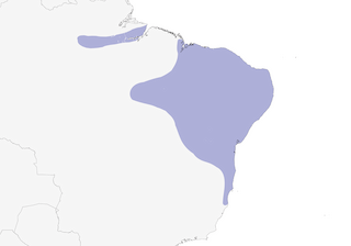 Distribution of the Ochre-backed Woodpecker - Range Map
