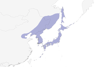 Distribution of the Pygmy Woodpecker - Range Map