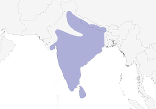 Distribution of the Brown-capped Woodpecker - Range Map