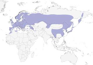 Distribution of the Great Spotted Woodpecker - Range Map