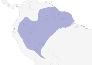 Distribution of the Lined Forest-Falcon - Range Map