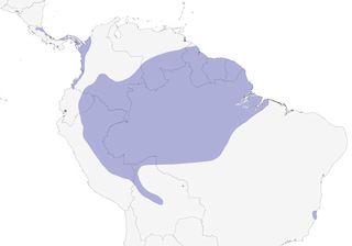 Distribution of the Slaty-backed Forest-Falcon - Range Map