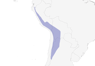 Distribution of the Mountain Caracara - Range Map
