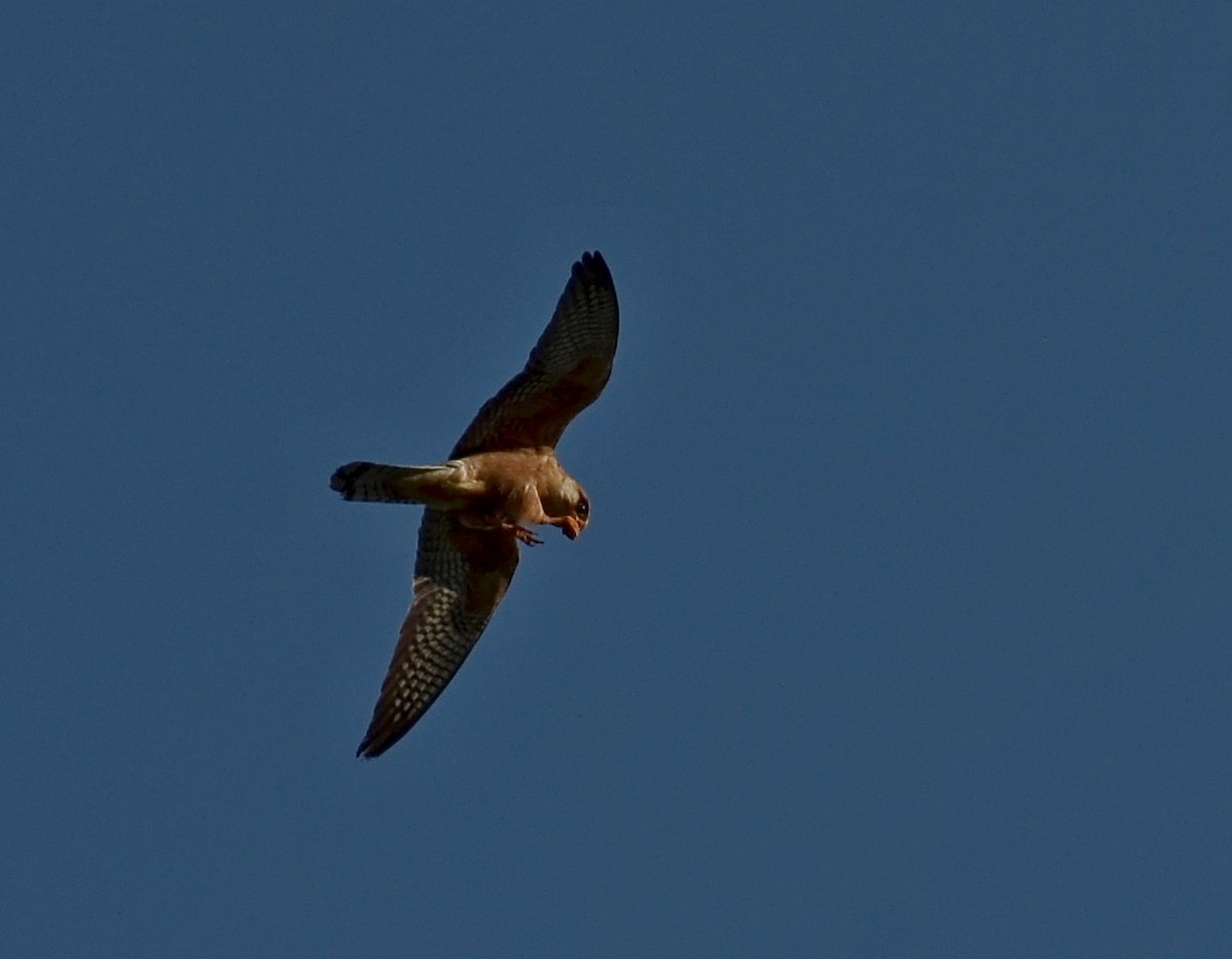Red-footed Falcon - ML169671821