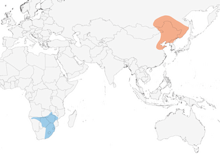 Distribution of the Amur Falcon - Range Map