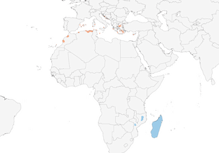 Distribution of the Eleonora's Falcon - Range Map