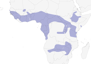 Distribution of the African Hobby - Range Map